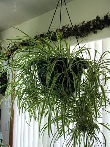 spider plant-air-purifying plants, Milford, Bolton MA